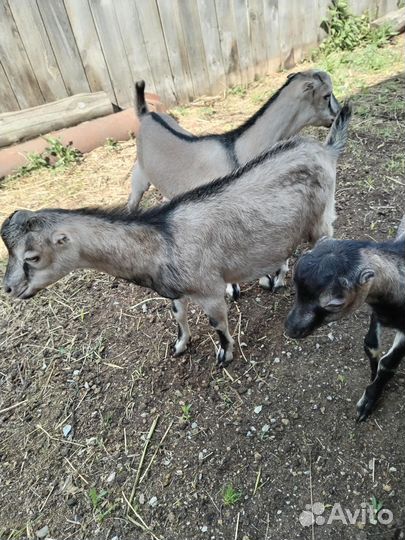 Продам коз