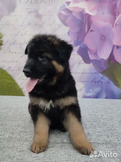 Немецкая овчарка