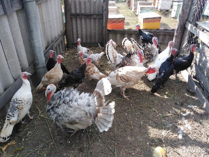 Индейки породистые, Ливенские ситцевые петушки