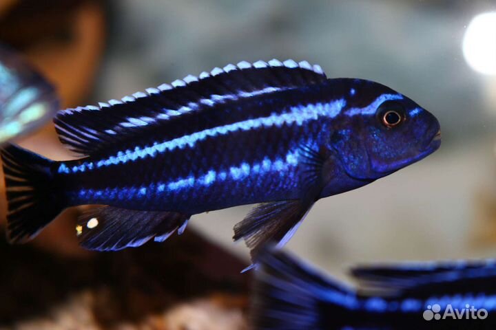 Меланохромис майнгано