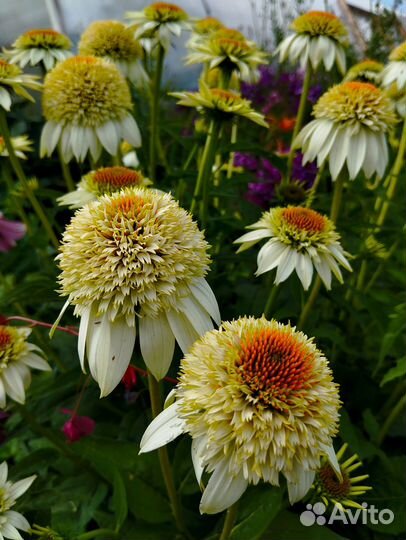 Эхинацея