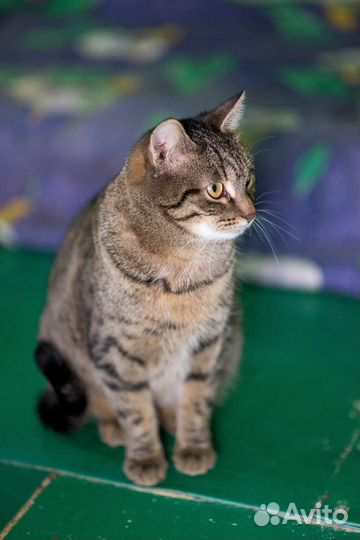 Кошка в дар