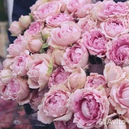 Роза спрей Candy Flow саженцы