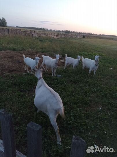 Зааненские козы дойные