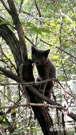 Прекрасные котята в добрые руки