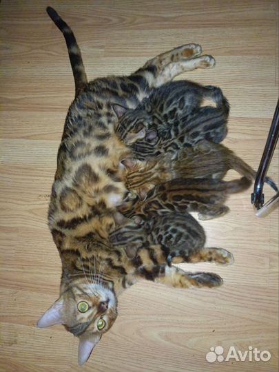Бенгальские котята