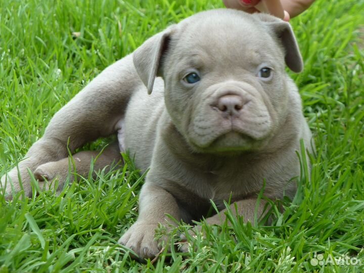 Американский булли