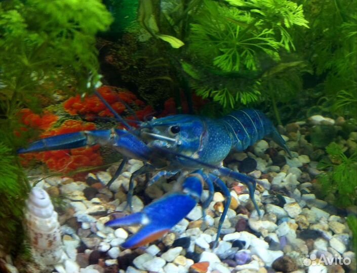Голубой австралийский рак Ябби 