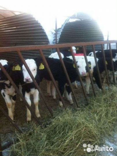 Бычки телята