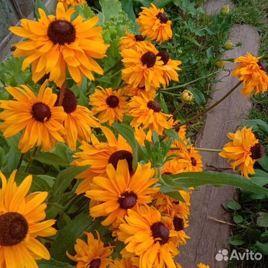 Многолетние садовые цветы