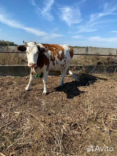 Корова стельная