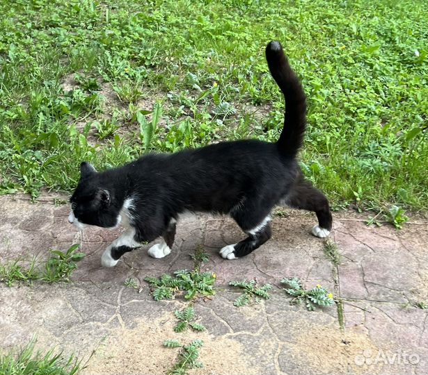 Кот феликс