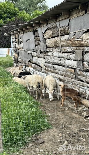 Овцы бараны ягнята