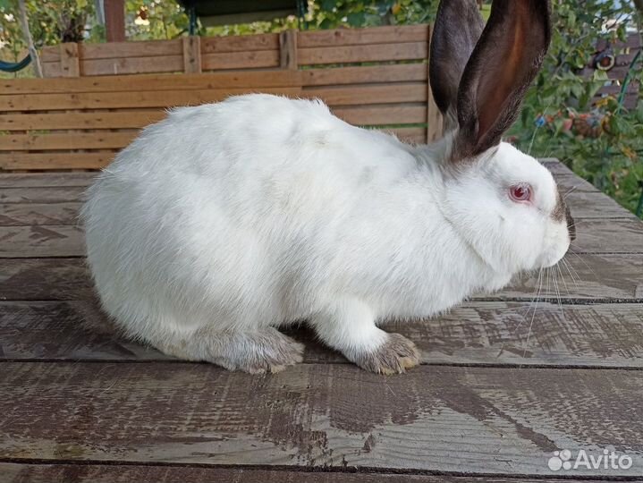 Калифорнийские кролики