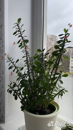 Молочай Миля