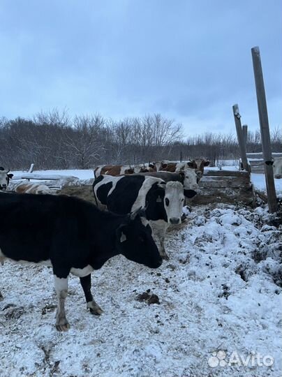 Коровы,коровый дойные,Бычки.Бараны.Телята