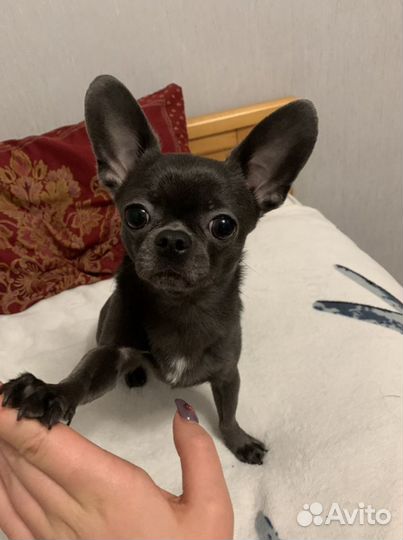 Вязка кобель чихуахуа