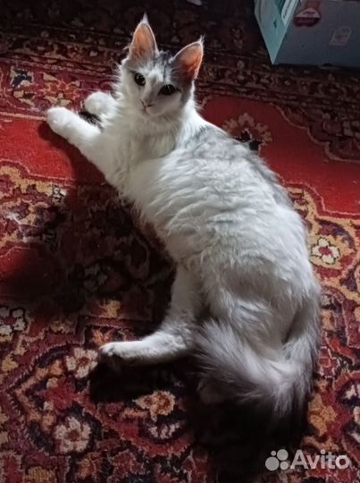 Котята отдам в добрые руки бесплатно