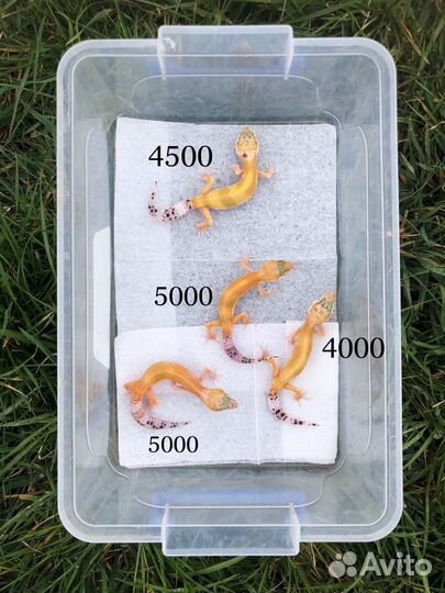 Гекконы эублефары