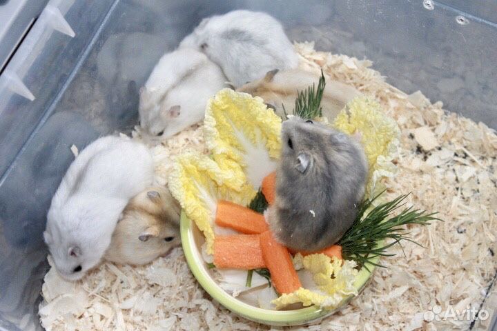 Джунгарские хомячки