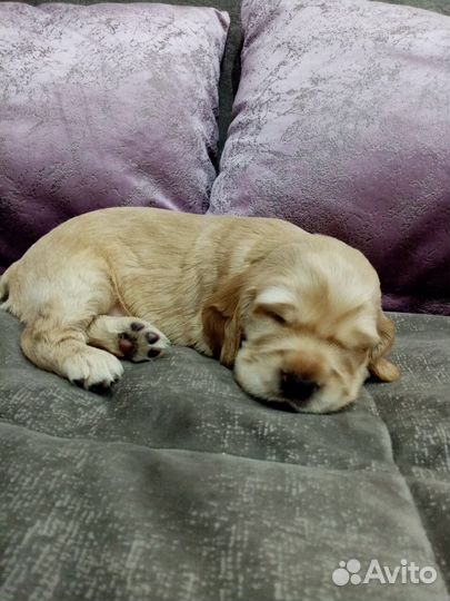 Кокер спаниель