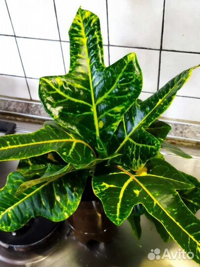 Кротон и др