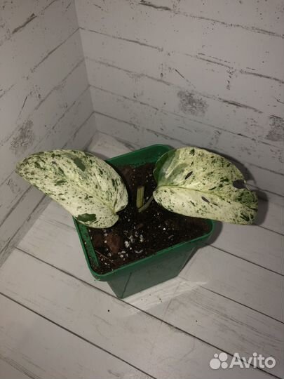 Сортовые ароидные растения