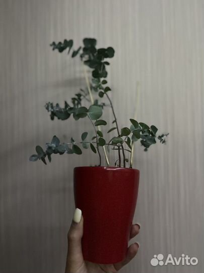 Сциндапсус золотистый и эвкалипт серебряный бинго