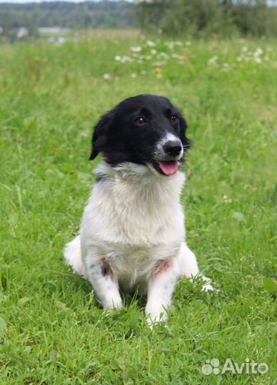 Собачка метис с вельш- корги в дар