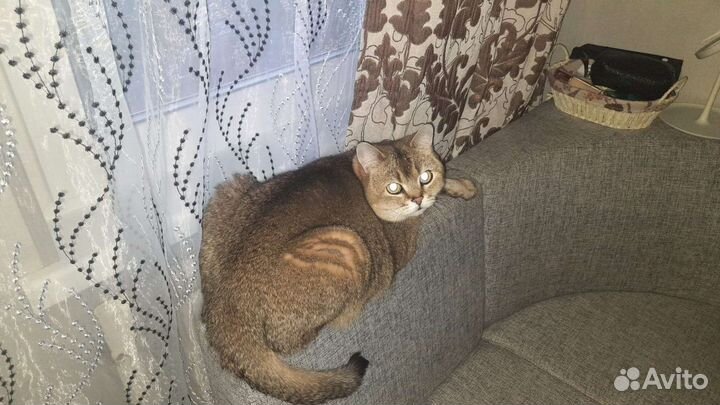 Шотландский кот. Бесплатно