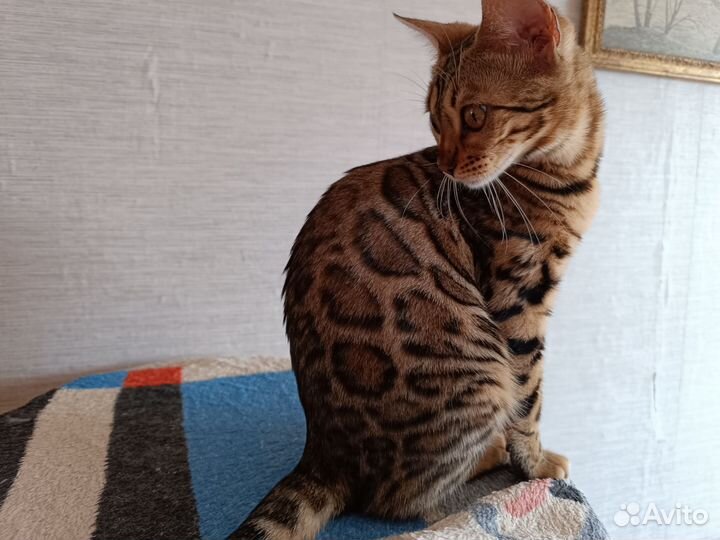 Леопардовая красавица