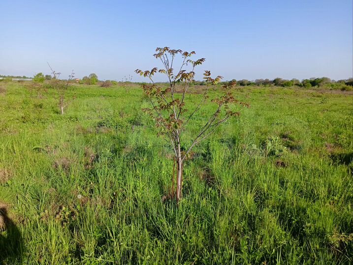 Участок 10 га (СНТ, ДНП)