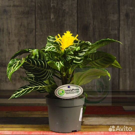 Афеландра Скуарроса Дания 30/12