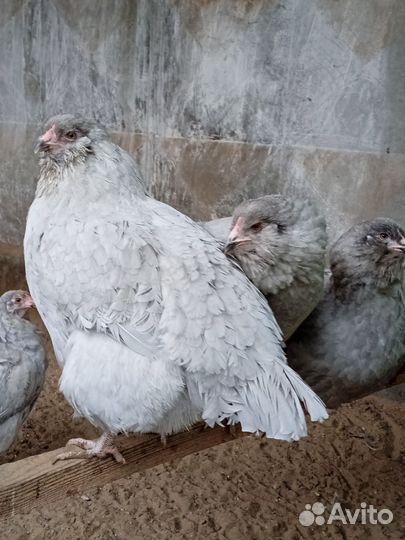 Инкубационное яйцо породных кур