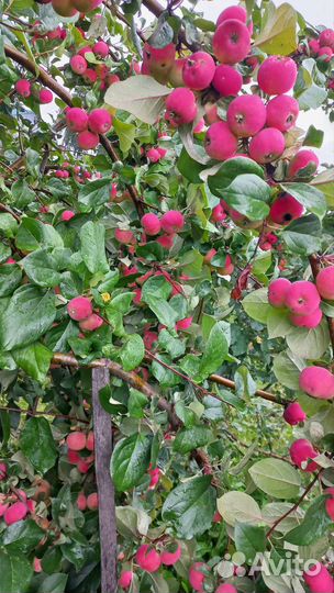 Яблоки домашние