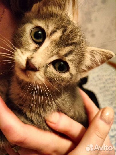 Котенок 1 месяц