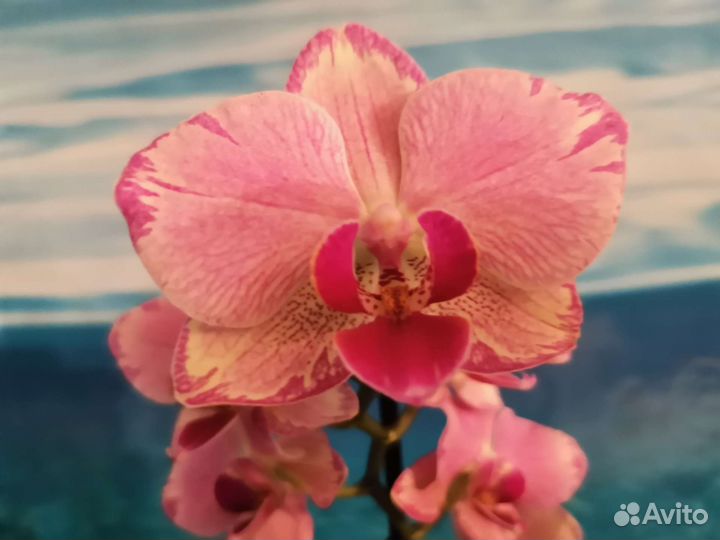 Орхидея Pirate Picotee