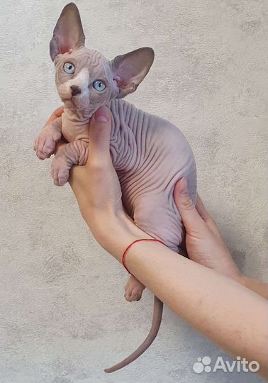 Канадский сфинкс котенок