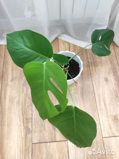 Монстера деликатесная Комнатные растения