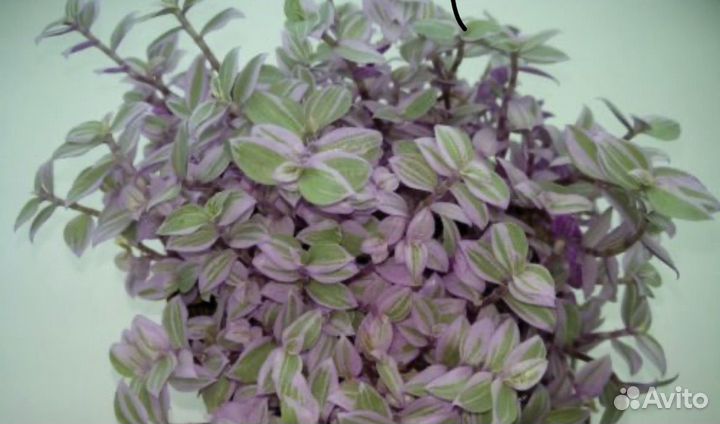 Коллезия фиолетовая