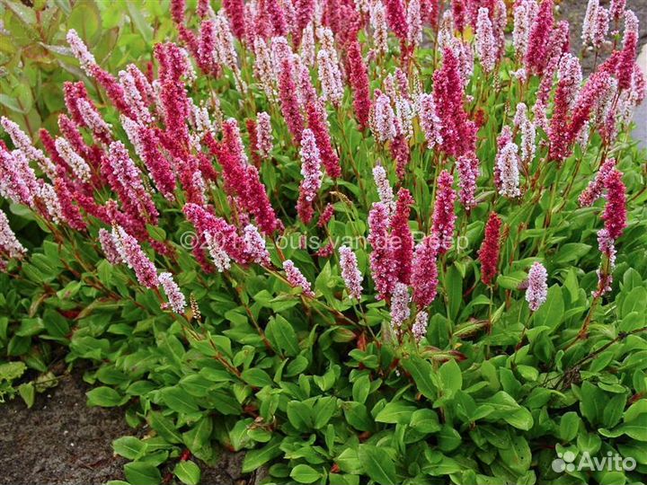 Цветы для сада