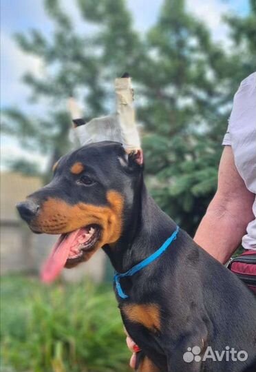 Щенки добермана с документами