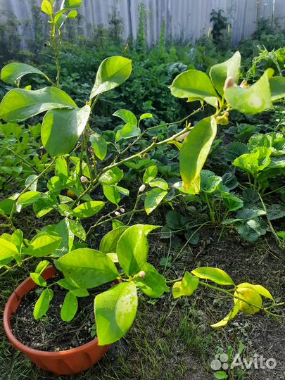 Комнатные растения