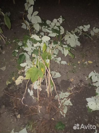 Саженцы малины