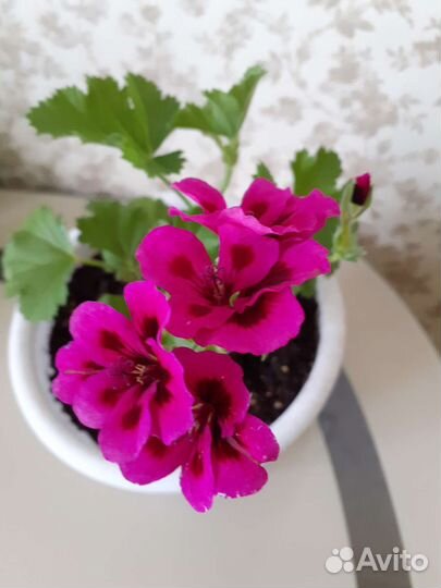 Королевская пеларгония герань, укорененные черенки