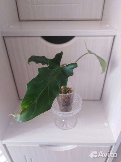 Алоказии разные