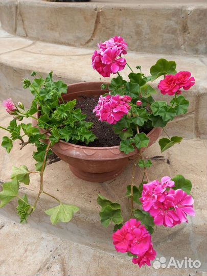 Пеларгония герань ампельная