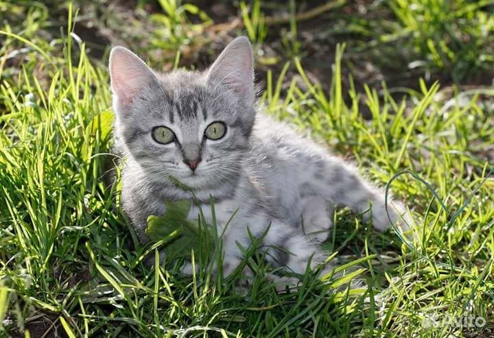 Кошачий рай,но все хотят домой