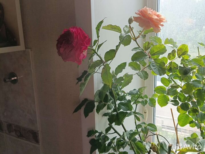 Роза эсмеральда