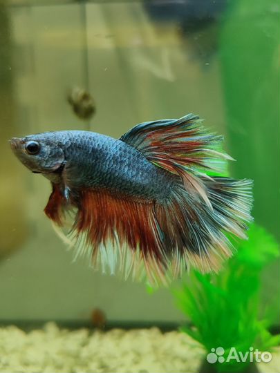 Рыбка петушок